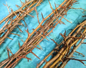 Thorn Branches, 7 Long Pear Wood Sticks with Thorns