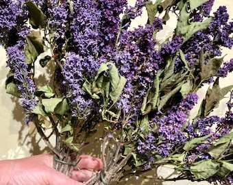 Dried Purple Lilac Flowers and Leaves