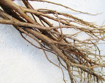 Dried Juniper Branches, Juniperus Communis