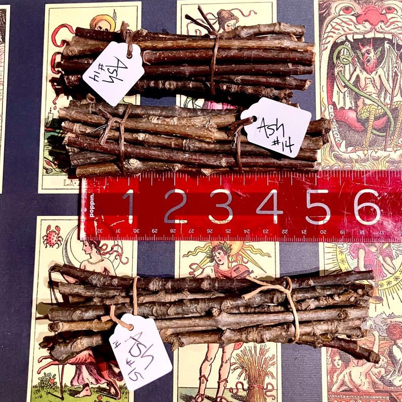 May include: Three bundles of brown ash wood sticks tied together with twine. Each bundle is labelled with a white tag that says "Ash #14" or "Ash #15". A red ruler with white markings is placed below the bundles.