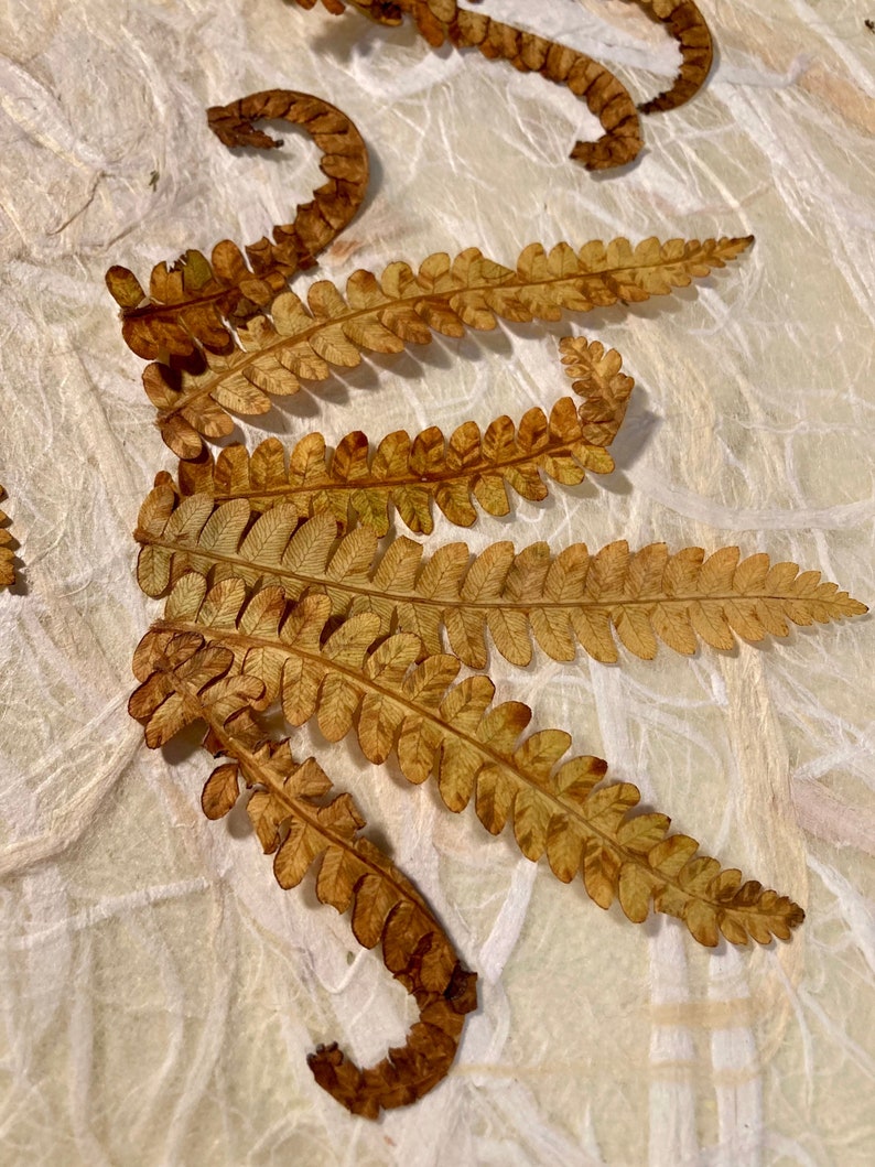 25 Pressed Fall Fern Tips image 6