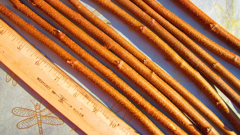 May include: Close-up of multiple thin, brown, wooden sticks laid out in parallel lines. A wooden ruler with inch markings is visible in the bottom left corner of the image. The ruler reads "Westcott Ruler" and has markings from 4 to 10 inches.