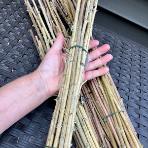 Dried Mugwort Stalks, Long Wild Crafted Artemesia Vulgaris Stems
