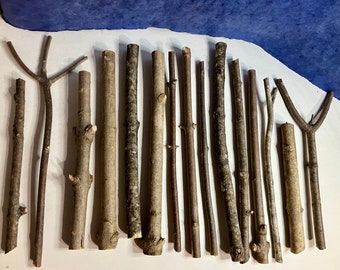 Ash Wood, White Ash Wand Carving Sticks, Fraxinus Americana