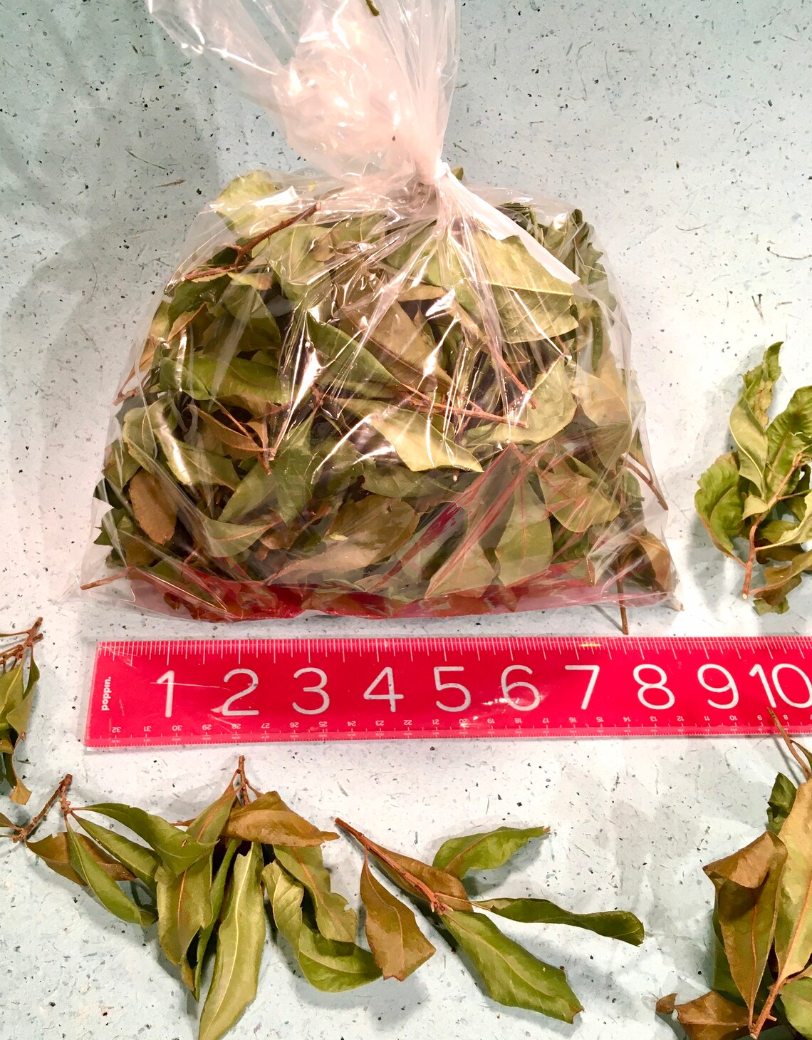 Bayberry Wax Bayberry Leaves Vegan Myrica Wax Etsy