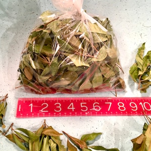 May include: A plastic bag filled with dried green leaves, with a ruler measuring 10 inches long, and loose leaves scattered around the bag.