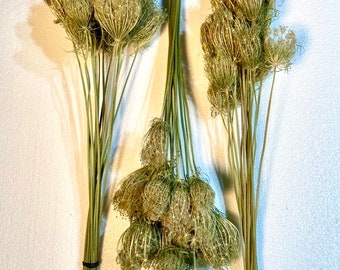 Queen Anne's Lace, 15 Dried Seedheads