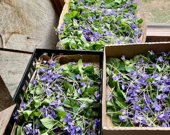 Dried Blue Violet Leaf and Flower, 2026 NH Harvest Common Blue Violets