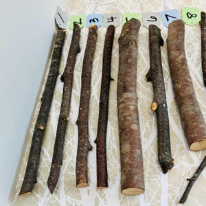 May include: A collection of wooden sticks of varying lengths and thicknesses, arranged on a patterned surface. The sticks range in color from light brown to dark brown, with some showing knots and textures. Small numbered tags are placed above each stick.