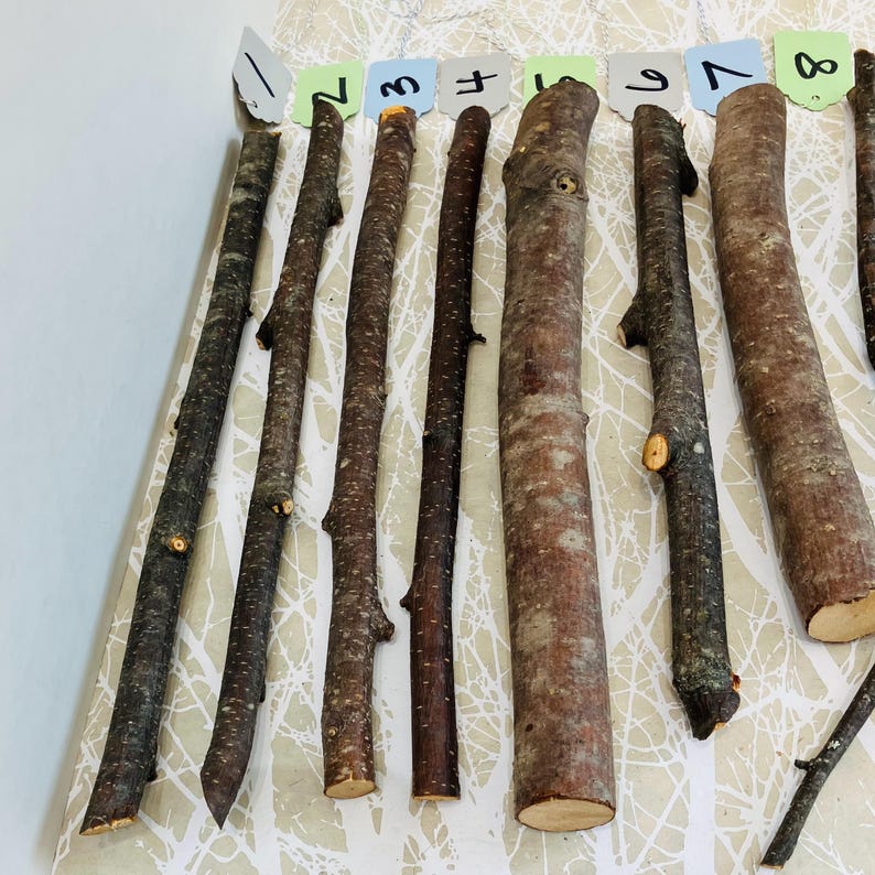 May include: A collection of wooden sticks of varying lengths and thicknesses, arranged on a patterned surface. The sticks range in color from light brown to dark brown, with some showing knots and textures. Small numbered tags are placed above each stick.