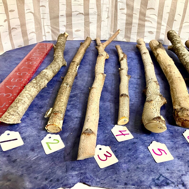May include: Ten natural wood sticks of varying lengths and thicknesses, labeled with numbers 1 through 5. The sticks are arranged on a blue surface with a red ruler in the background.