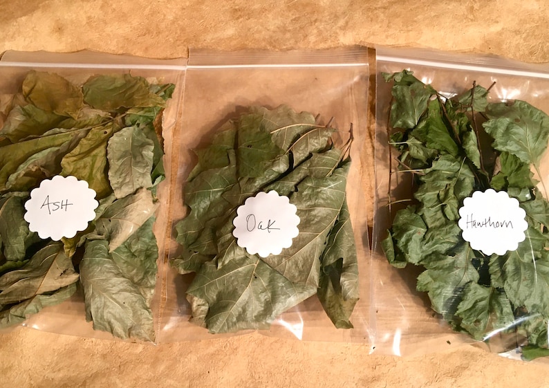 Dried Whole Leaves, Oak, Ash and Hawthorn Leaf image 1