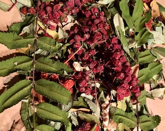 Dried Rowan Leaves and Berries, Rowan Tree Berries, Sorbus Aucuparia