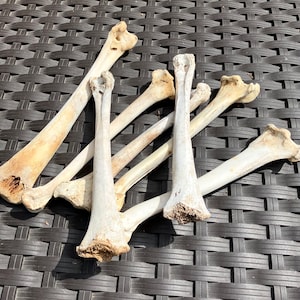 May include: A collection of six off-white, weathered animal bones arranged in a scattered pattern. Each bone features a distinct, porous joint at one end and a smooth, elongated shaft, showing natural textures, light brown staining, and wear.