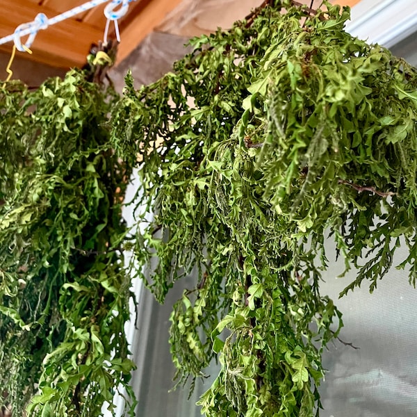 Dried Sweetfern Leaves, Comptonia Peregrenia