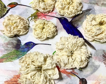 Dried White Peony Flowers