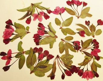 Pressed Crabapple Flowers and Leaves