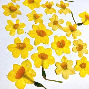 May include: A collection of pressed yellow daffodil flowers with orange centers and green stems, arranged on a white surface. The flowers are in various stages of bloom, showcasing their delicate petals and natural beauty.