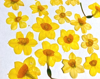 20 Pressed Miniature Daffodils, Tiny 1" Real Daffodils