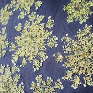 Pressed Queen Anne's Lace, 12 Whole Pressed Dried Flowers image 3