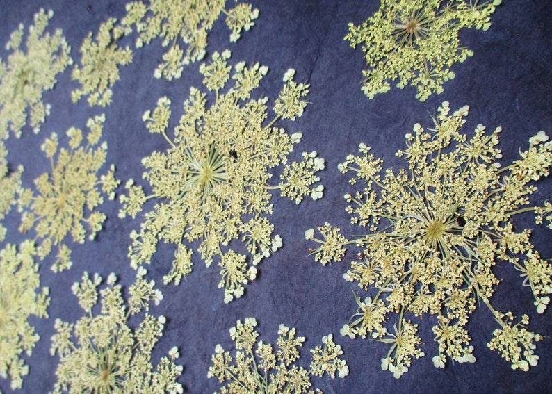 Pressed Queen Anne's Lace, 12 Whole Pressed Dried Flowers image 3