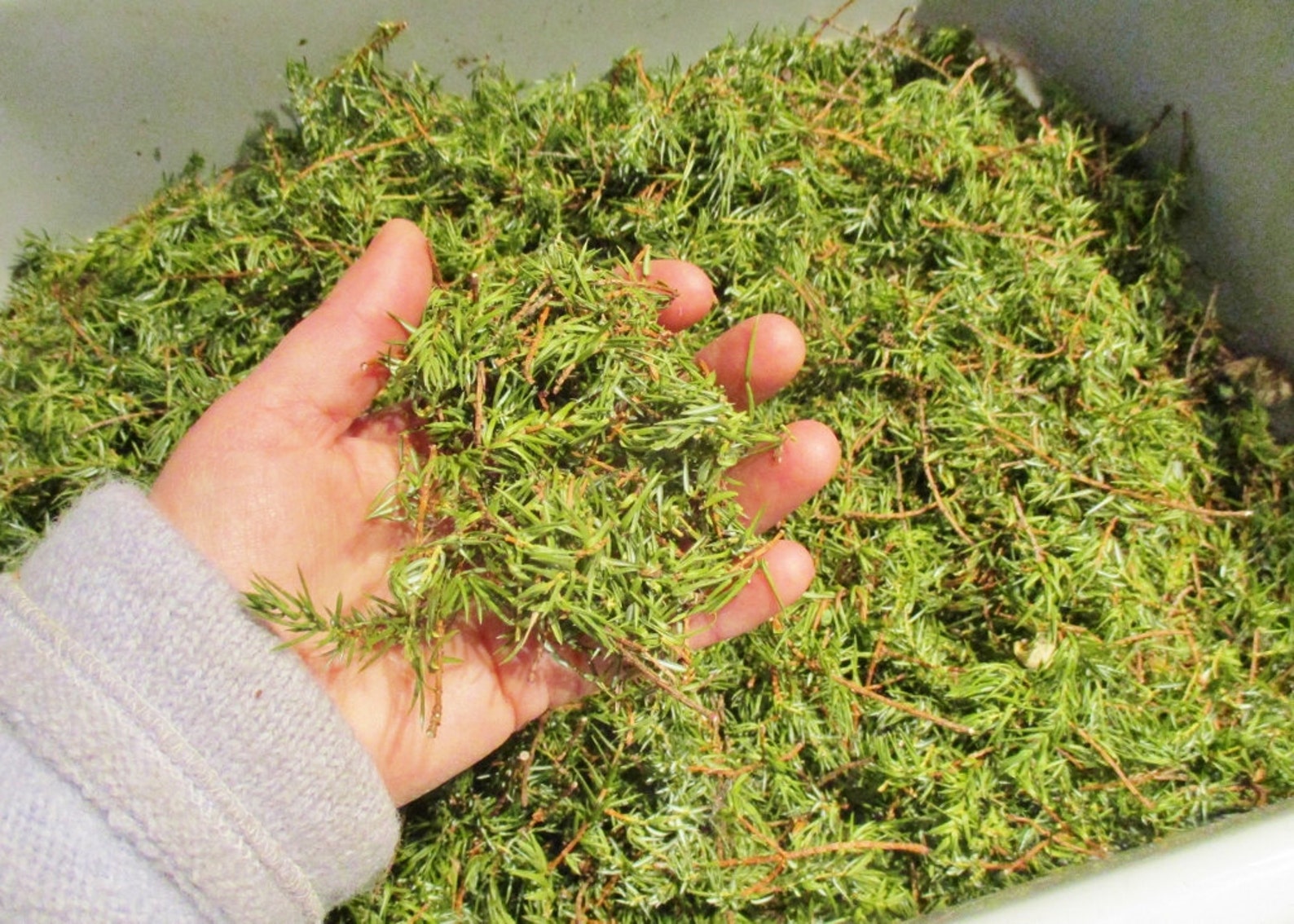 Juniper Needles Dried Juniperus Communis Etsy