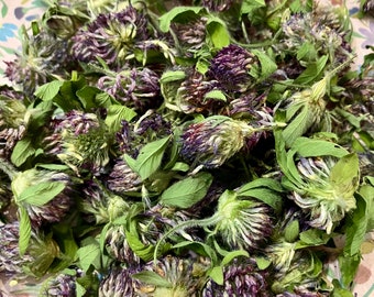 Dried Purple Clover - 2025 Harvest From NH