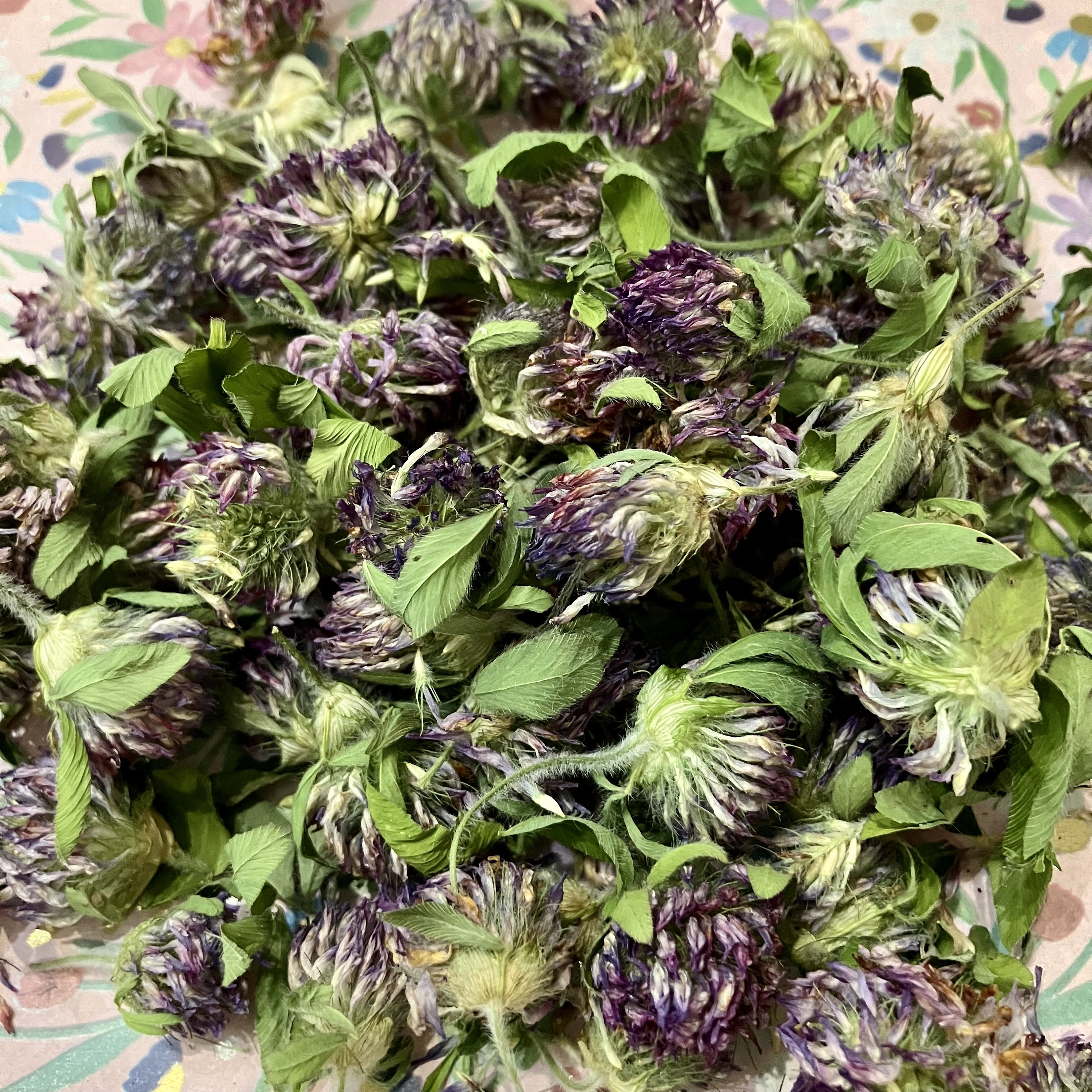 Dried Purple Clover - 2025 Harvest From NH - Etsy