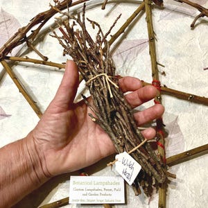 May include: A bundle of brown twigs tied with twine, labeled "Witch Hazel", held in a hand. The background features a star-shaped structure made of branches and a tag that reads "Botanical Lampshades".
