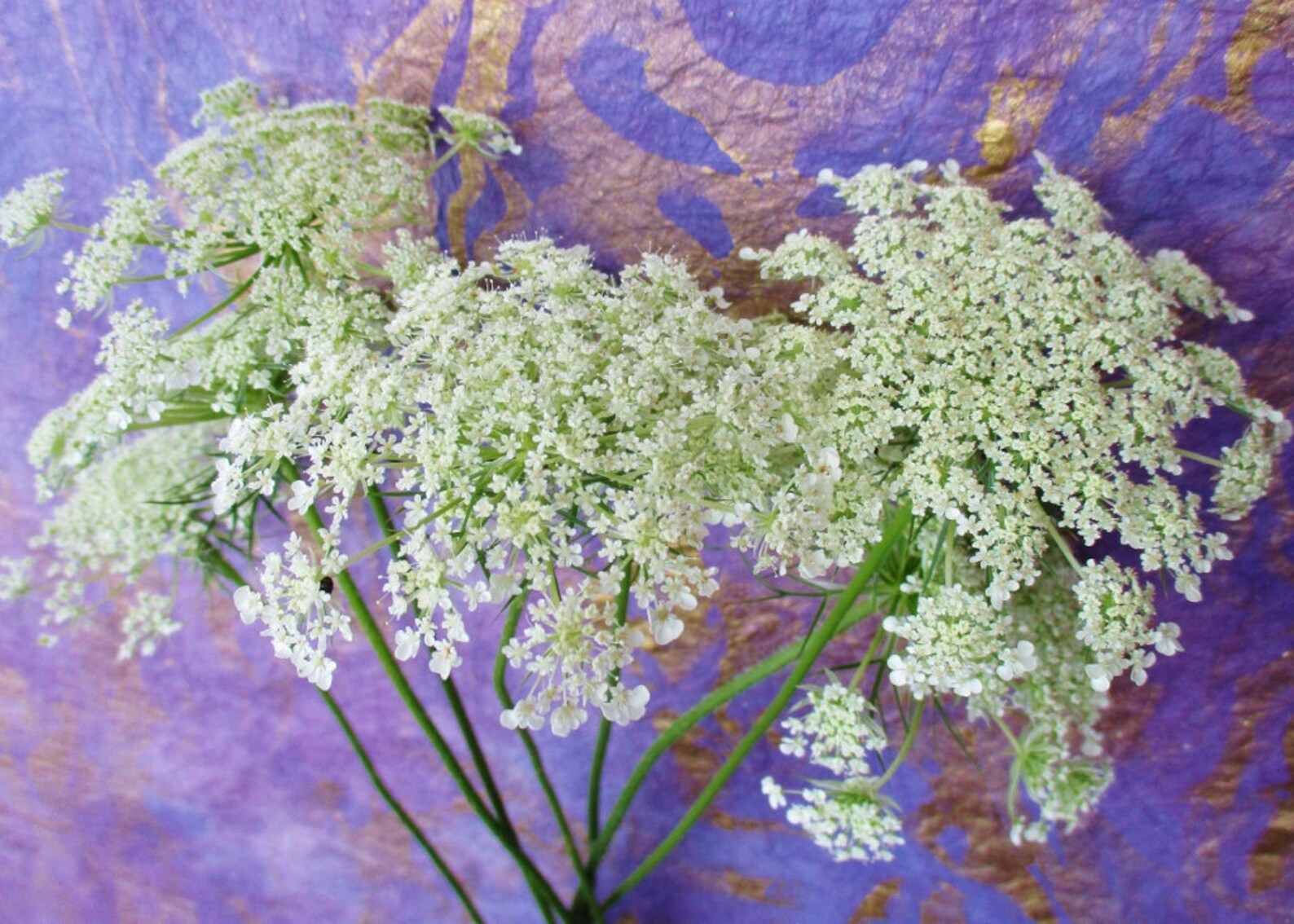 Pressed Queen Anne's Lace Flowers Whole White Dried Etsy