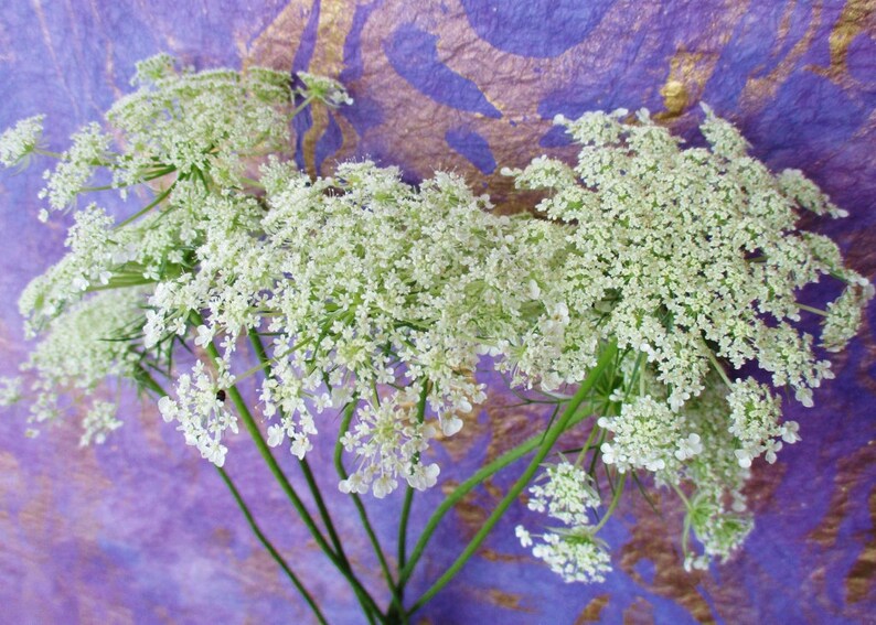 Pressed Queen Anne's Lace, 12 Whole Pressed Dried Flowers image 6