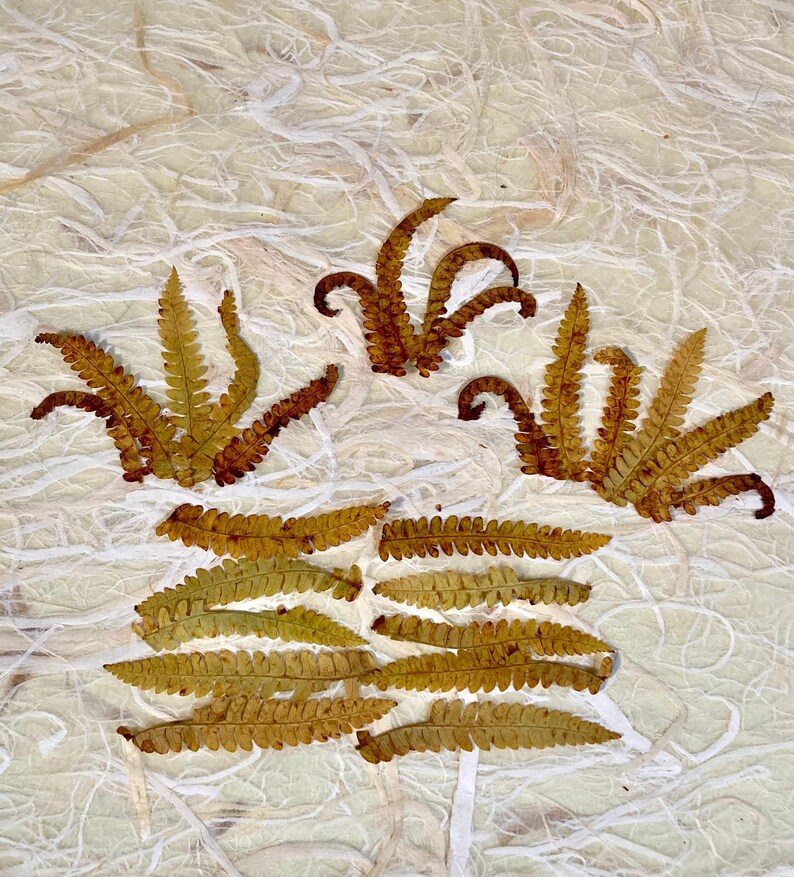 25 Pressed Fall Fern Tips image 2