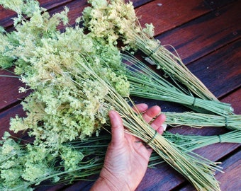 Queen Anne's Lace Dried Flowers, Ammi Majus Mini Bouquets