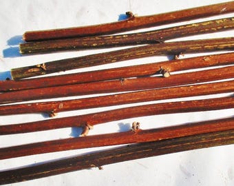Blackberry Canes, Thornless Blackberry Wood Sticks