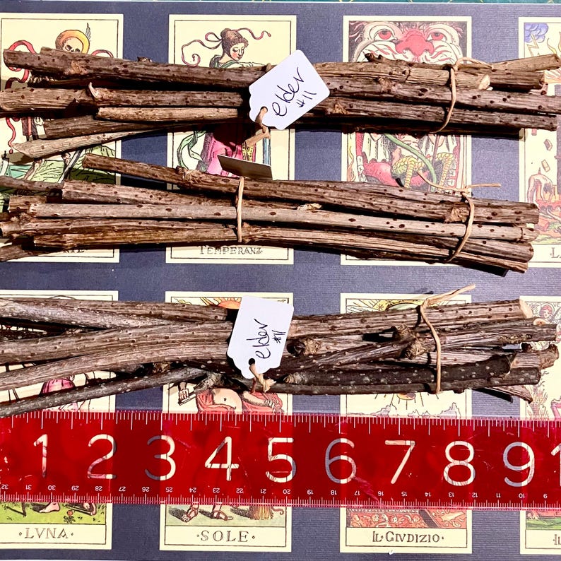 May include: Two bundles of brown elderberry sticks tied with twine. The sticks are arranged in a stack and are approximately 30 cm long. The bundles are labelled "elder #11" and "elder #11". A red ruler with black numbers is in the foreground.