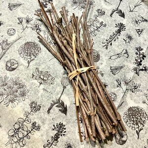 Elder Wood Twigs, Dried Elderberry Sticks, Sambucus Canadensis