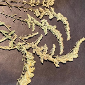 May include: Dried flower stems with delicate white blooms arranged in a fan shape on a dark brown background.