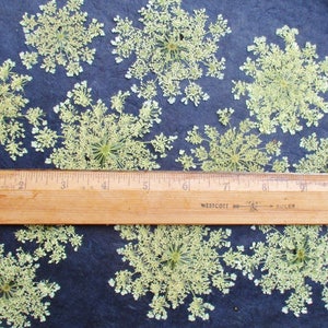 Pressed Queen Anne's Lace, 12 Whole Pressed Dried Flowers image 5