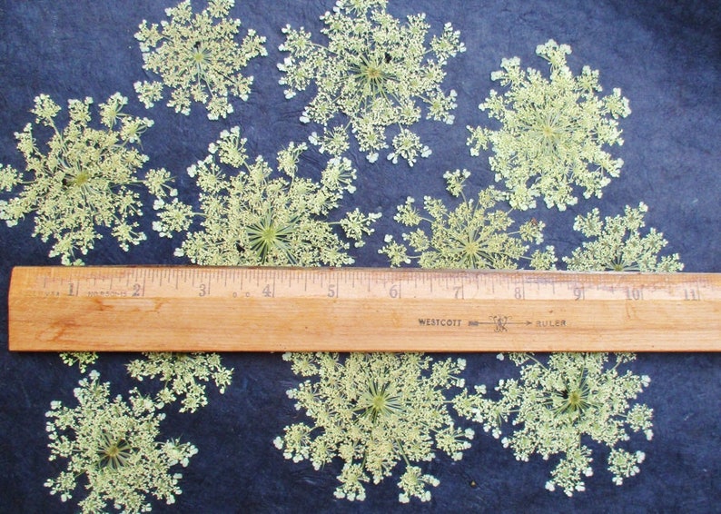 Pressed Queen Anne's Lace, 12 Whole Pressed Dried Flowers image 5