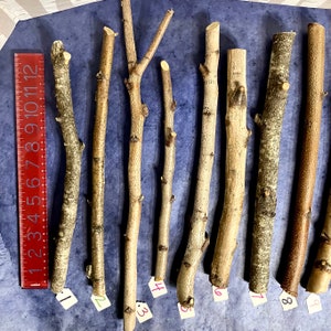 May include: Ten natural wood sticks of varying lengths and thicknesses, arranged horizontally on a blue surface. The sticks are labeled with numbers 1 through 9. A ruler is visible on the left side of the image.