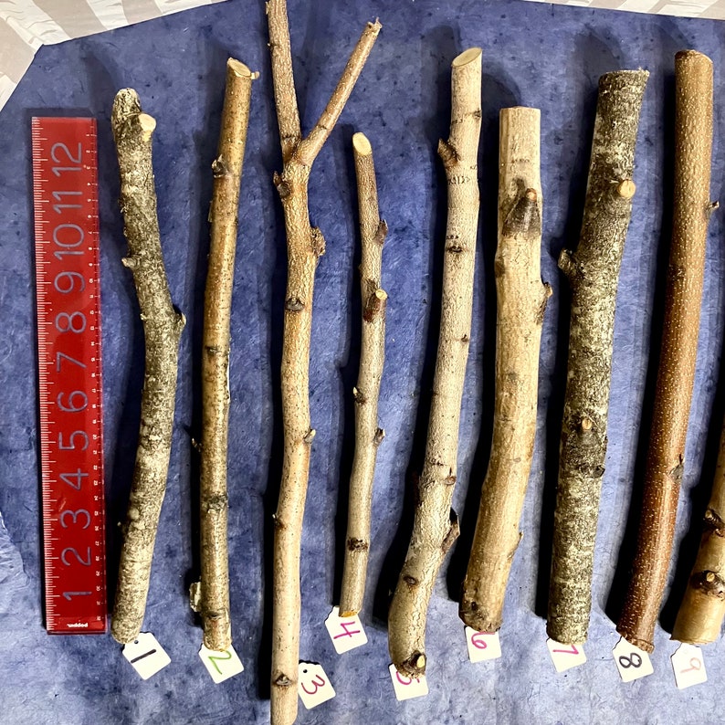 May include: Ten natural wood sticks of varying lengths and thicknesses, arranged horizontally on a blue surface. The sticks are labeled with numbers 1 through 9. A ruler is visible on the left side of the image.