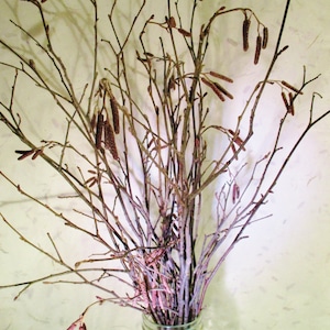 Alder Twig Bundle, Fresh Alder Stick Bunch