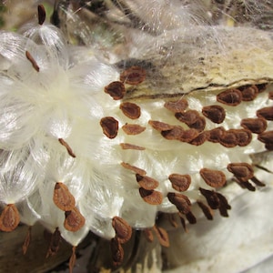 Dried Milkweed Seed Flyers, Asclepias Syriaca pod