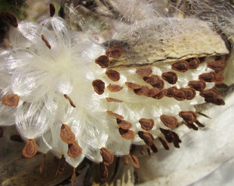 Dried Milkweed Seed Flyers, Asclepias Syriaca pod