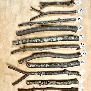 K&ouml;nnte beinhalten: Zehn nat&uuml;rliche Holzst&auml;bchen in verschiedenen L&auml;ngen und Dicken, von 1 bis 10 nummeriert, vertikal auf einem braunen Papierhintergrund angeordnet.