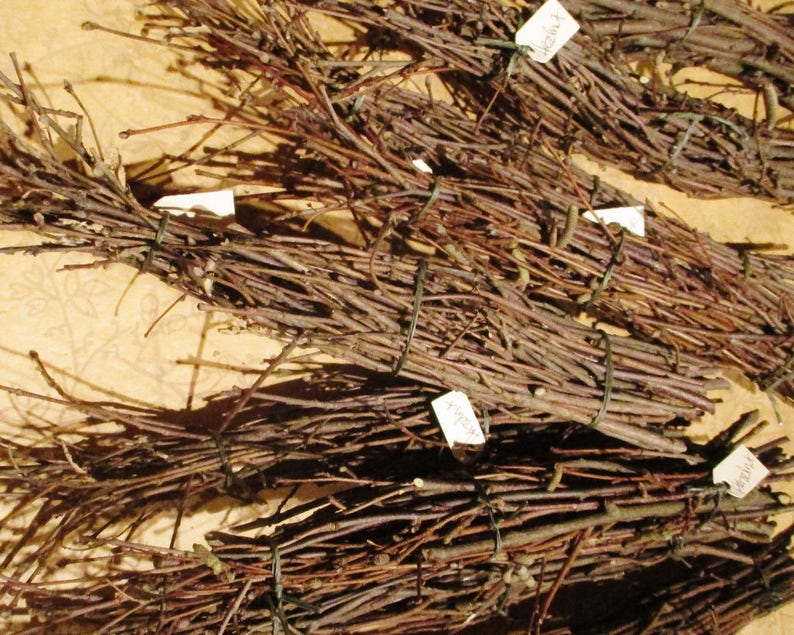 Hazel Wood Twig Bundle Small Hazelnut Twigs Etsy