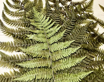 8 Pressed Off-Color Whole Ferns, For Imprinting Clay, Cyanotypes, Sun Prints and Spray Painting.