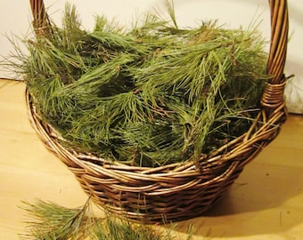 Pine Needles, Fresh Cut or Dried Wildcrafted NH White Pine Needles