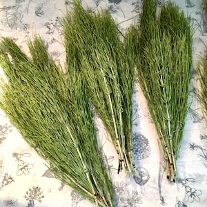 Dried Horsetail, Equisetum Arvense, 2025 NH Grown
