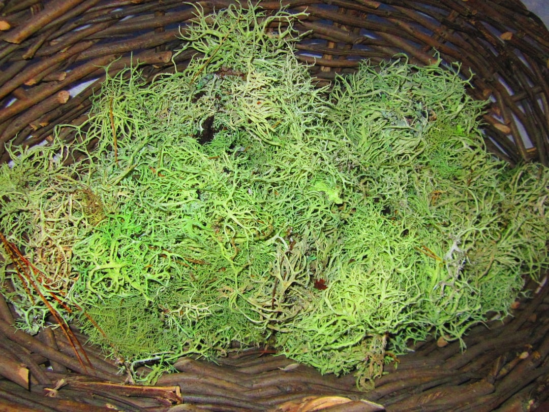 Sustainably Harvested Green Shield Lichen Moss Dried Moss on Bark Bran –  DyBeeApothecary